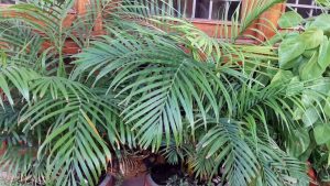 Areca Palm