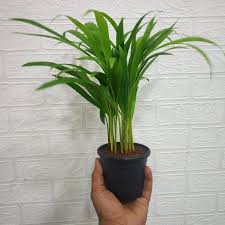 Areca Palm 